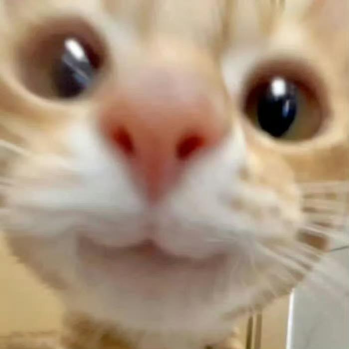 木有办伐