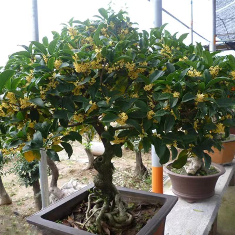 桂花直播