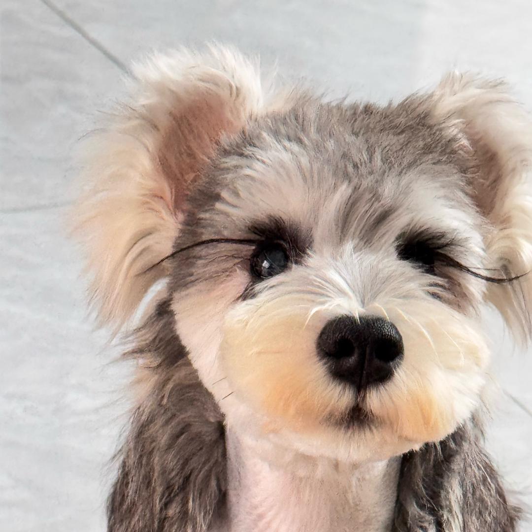 麒麟是只雪纳瑞～