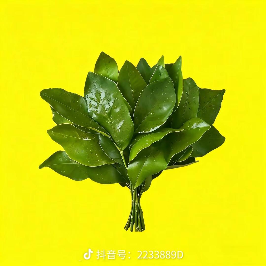 懒猫