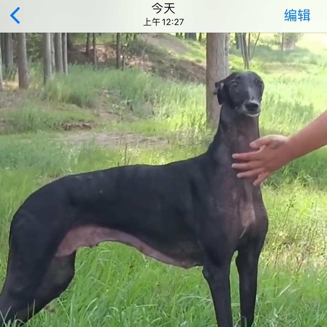 实战灵缇嗅觉犬
