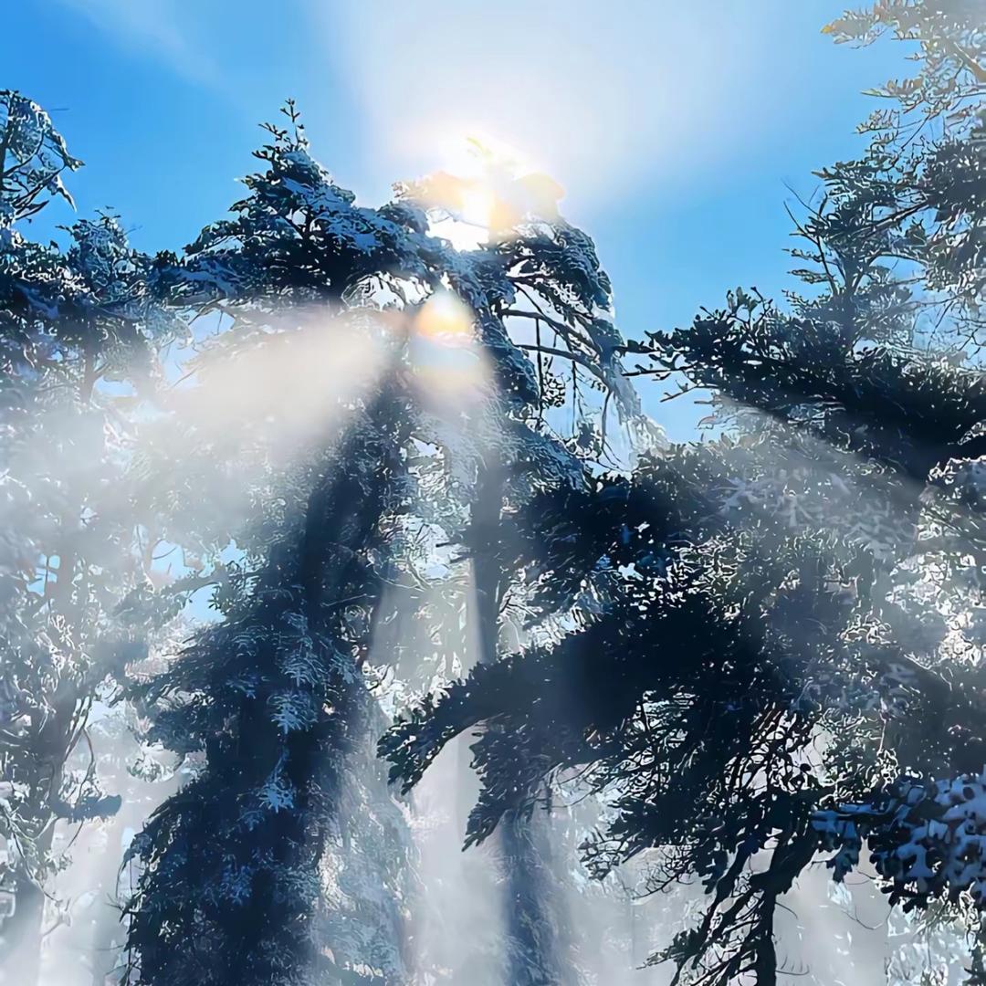 冬日里的常青树🌲