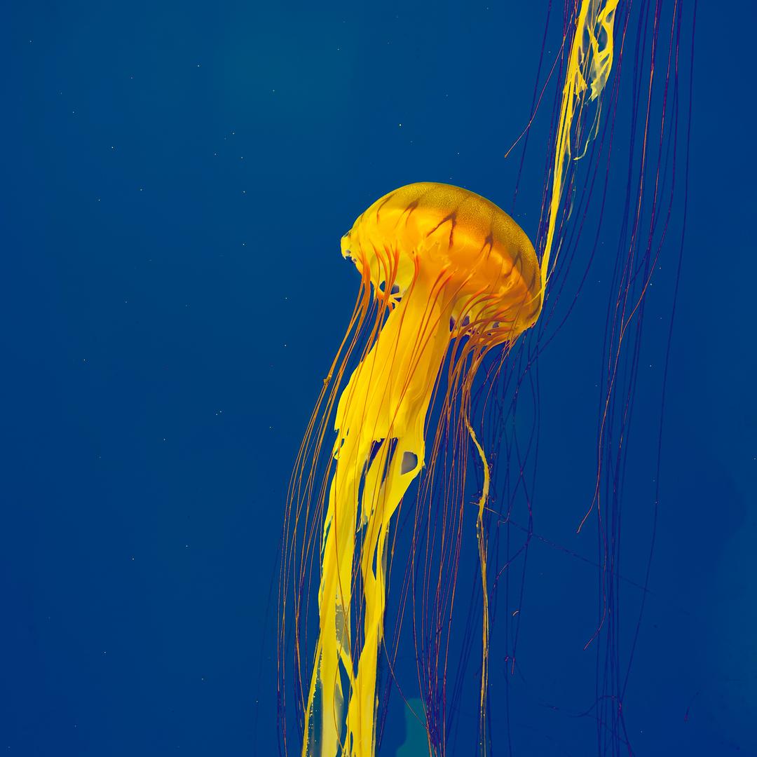 一只奇怪的尤物