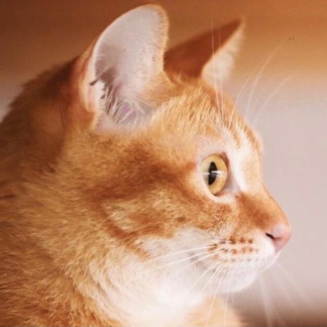 橘猫是只猫
