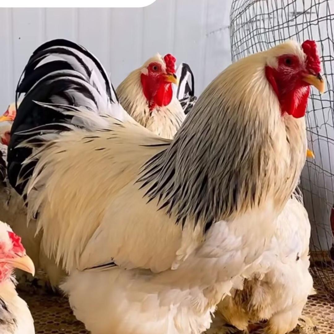 程阳宠物商贸店