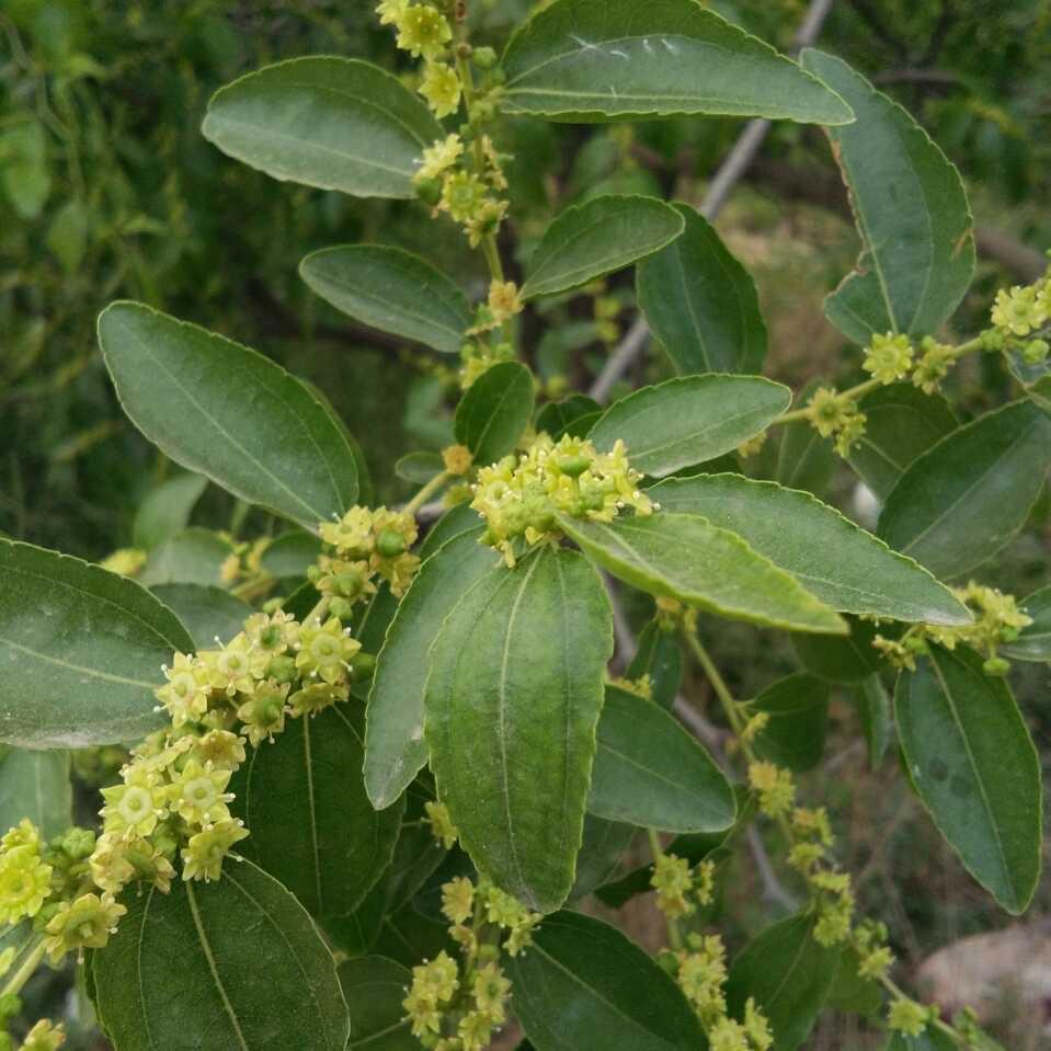 欣欣向荣