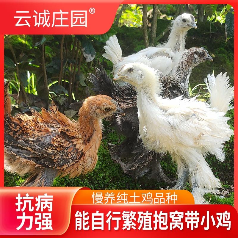 景谷云诚专营店果蔬