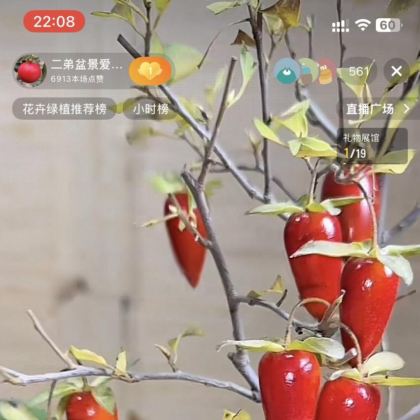 土佳幺妹盆景园