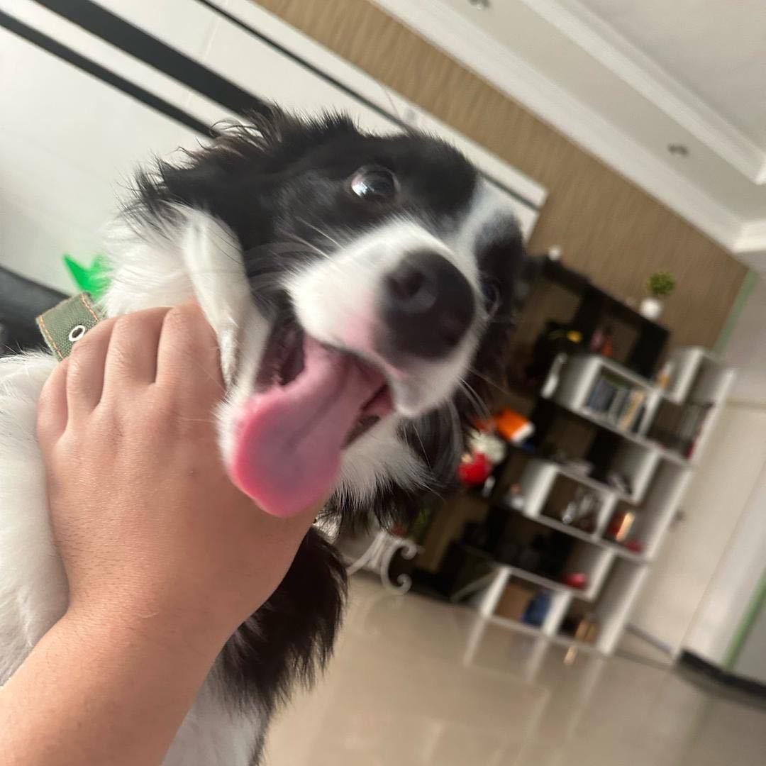 阿豪阿猫阿狗