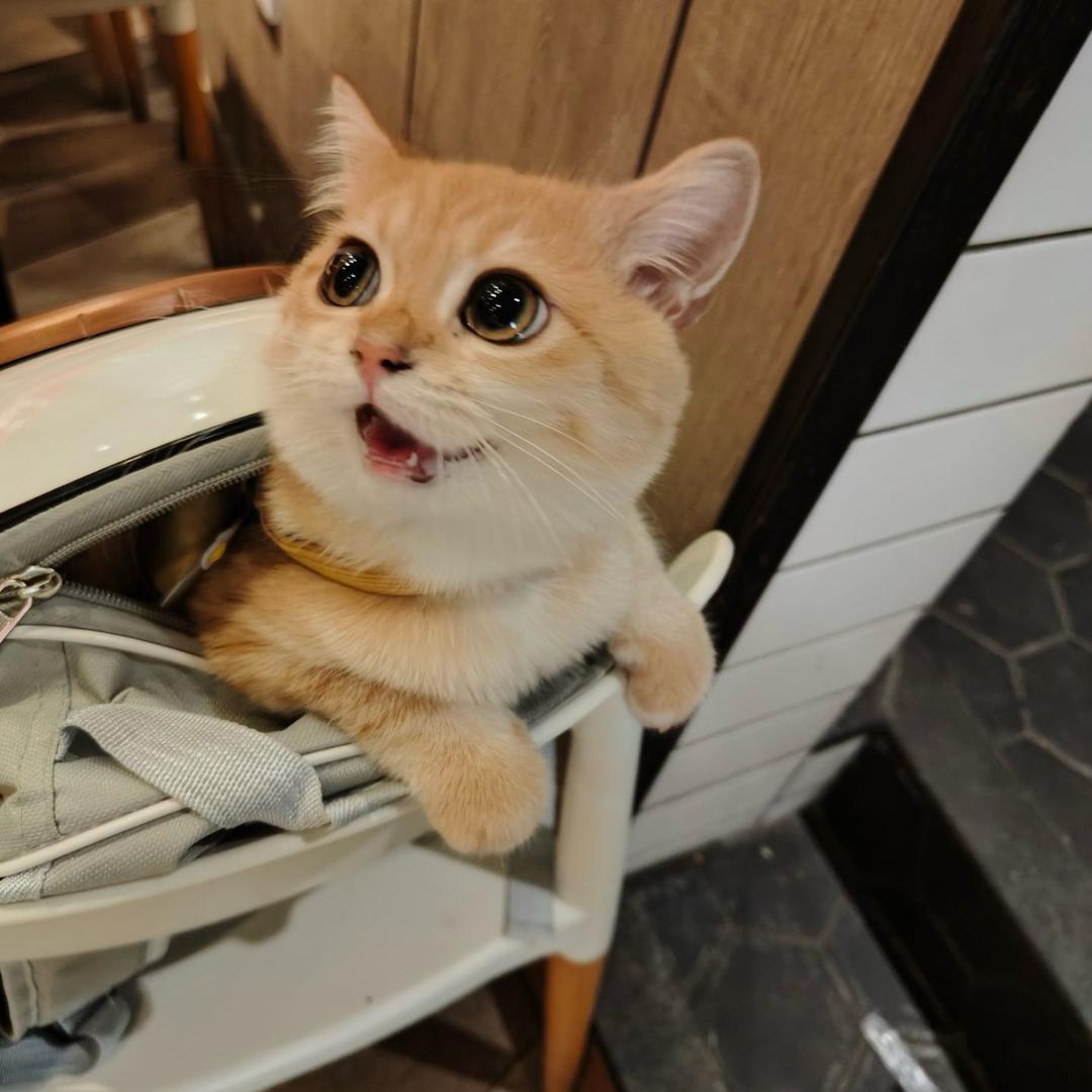 小离