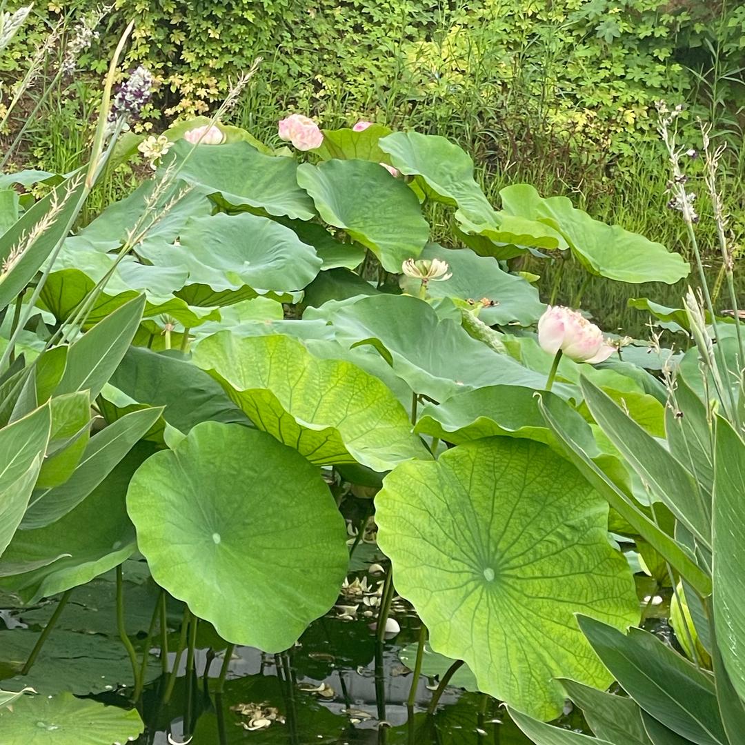 时光清浅
