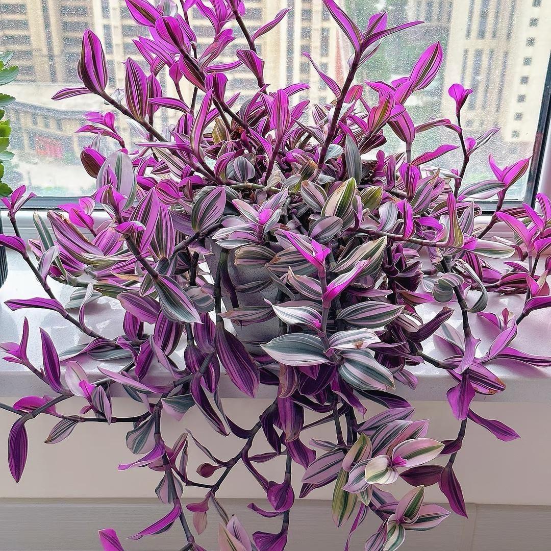 芙安景园艺坊