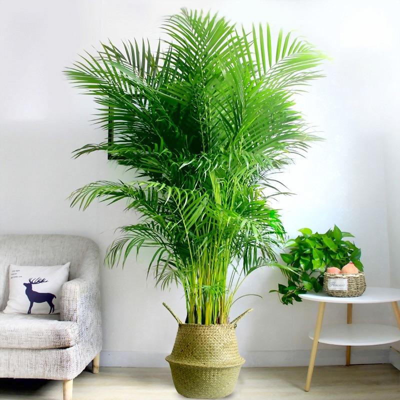 绿植大型直播基地