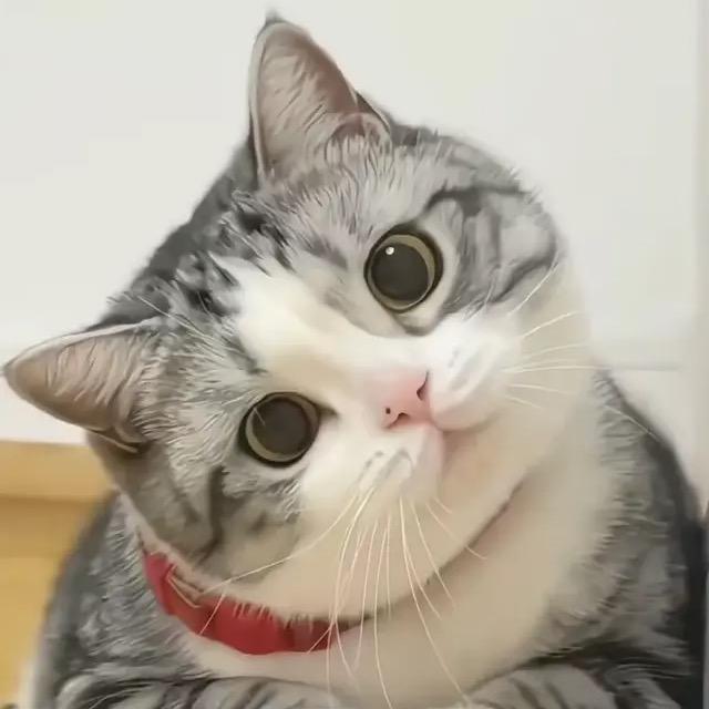 苍苔路