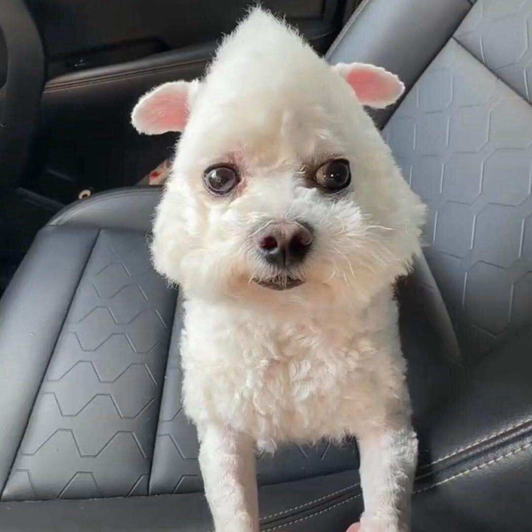 买朵花送给自己