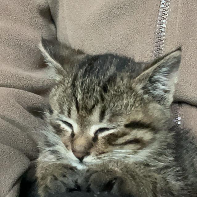 梨