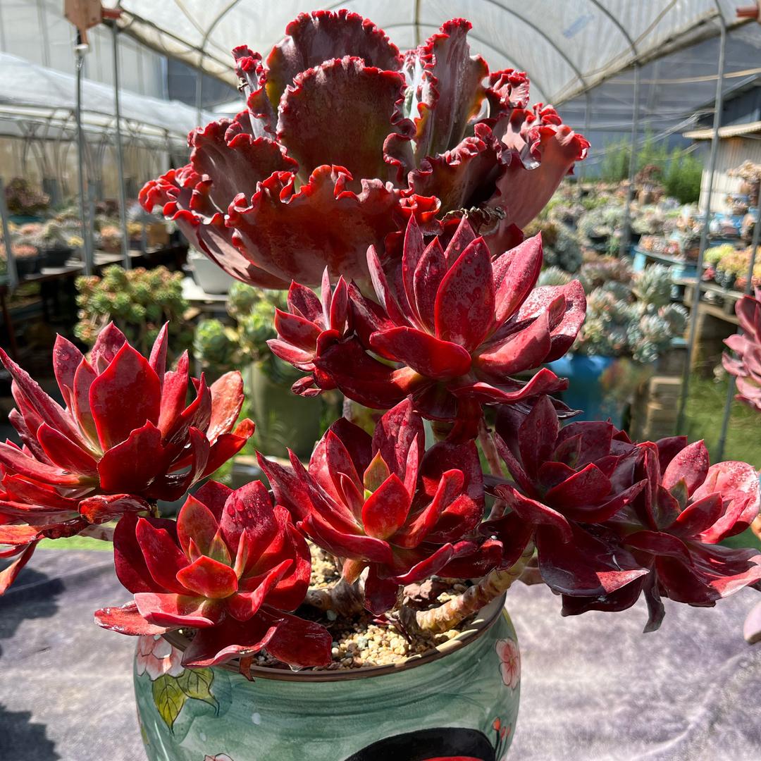 御风园艺（接寄养）