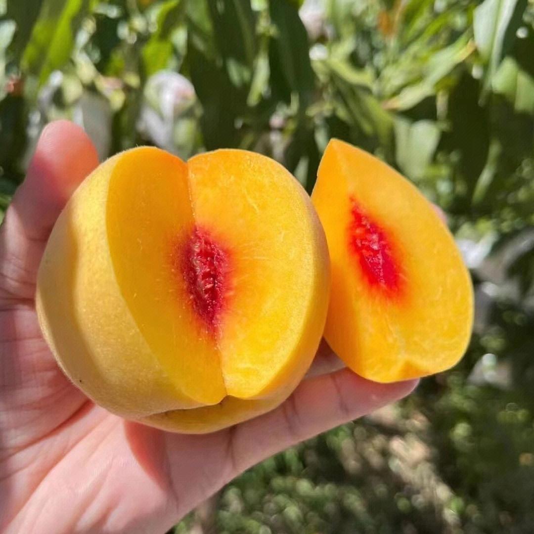 乔伊家庭农场黄桃采摘园