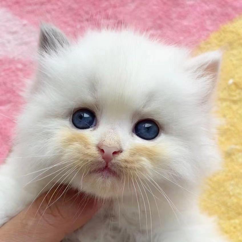 小鱼有家布偶猫舍