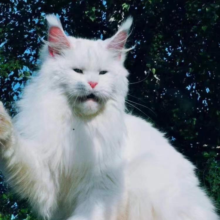 欧洲名宠缅因猫西森