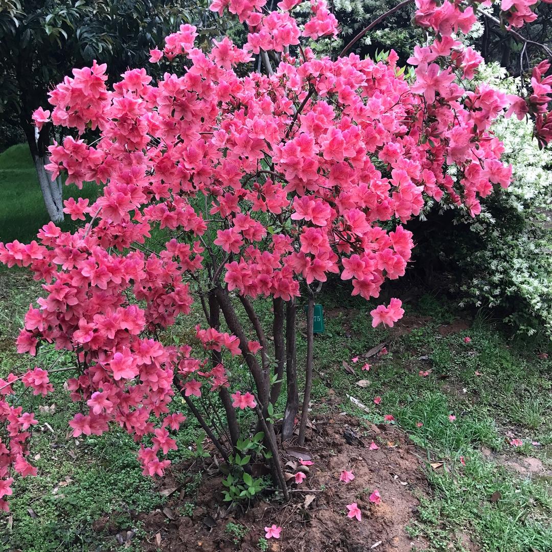 萝卜很好吃。
