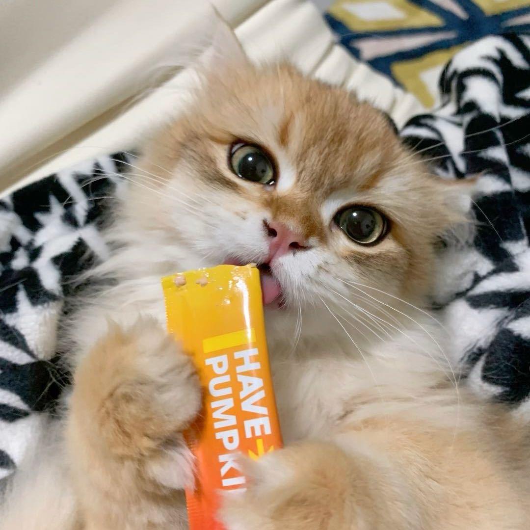 豆芽是只猫