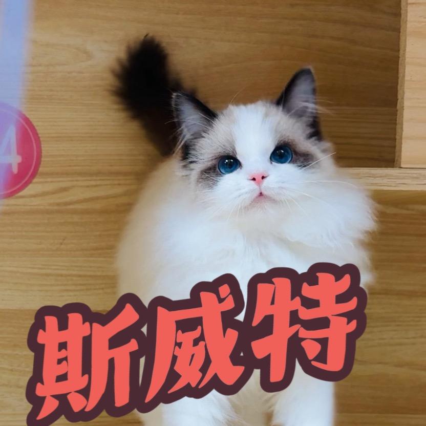 爱美丽布偶猫