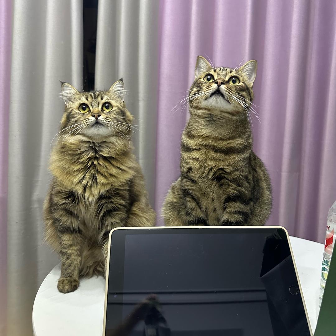 黄油和奶酪是猫