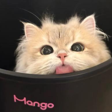 小凰大王
