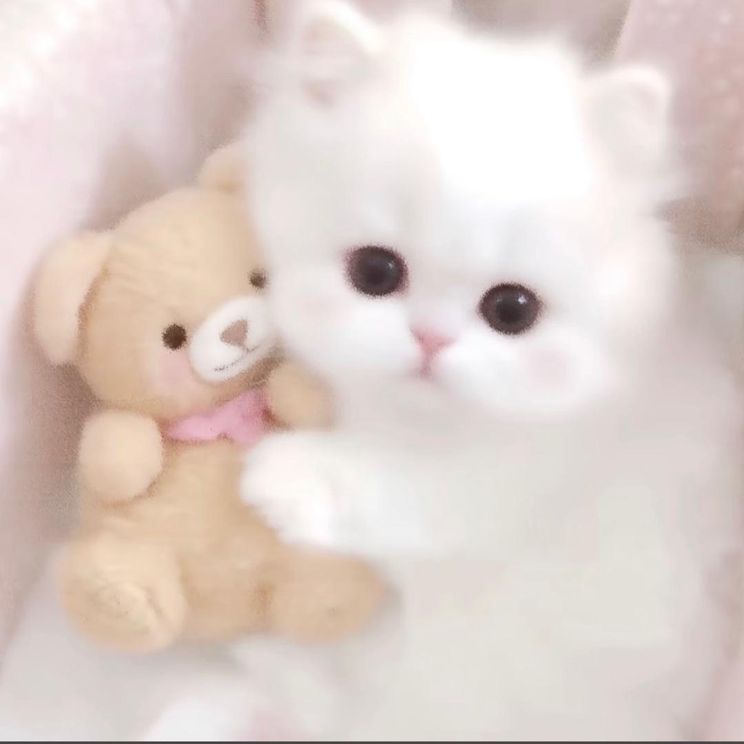 小喵幼