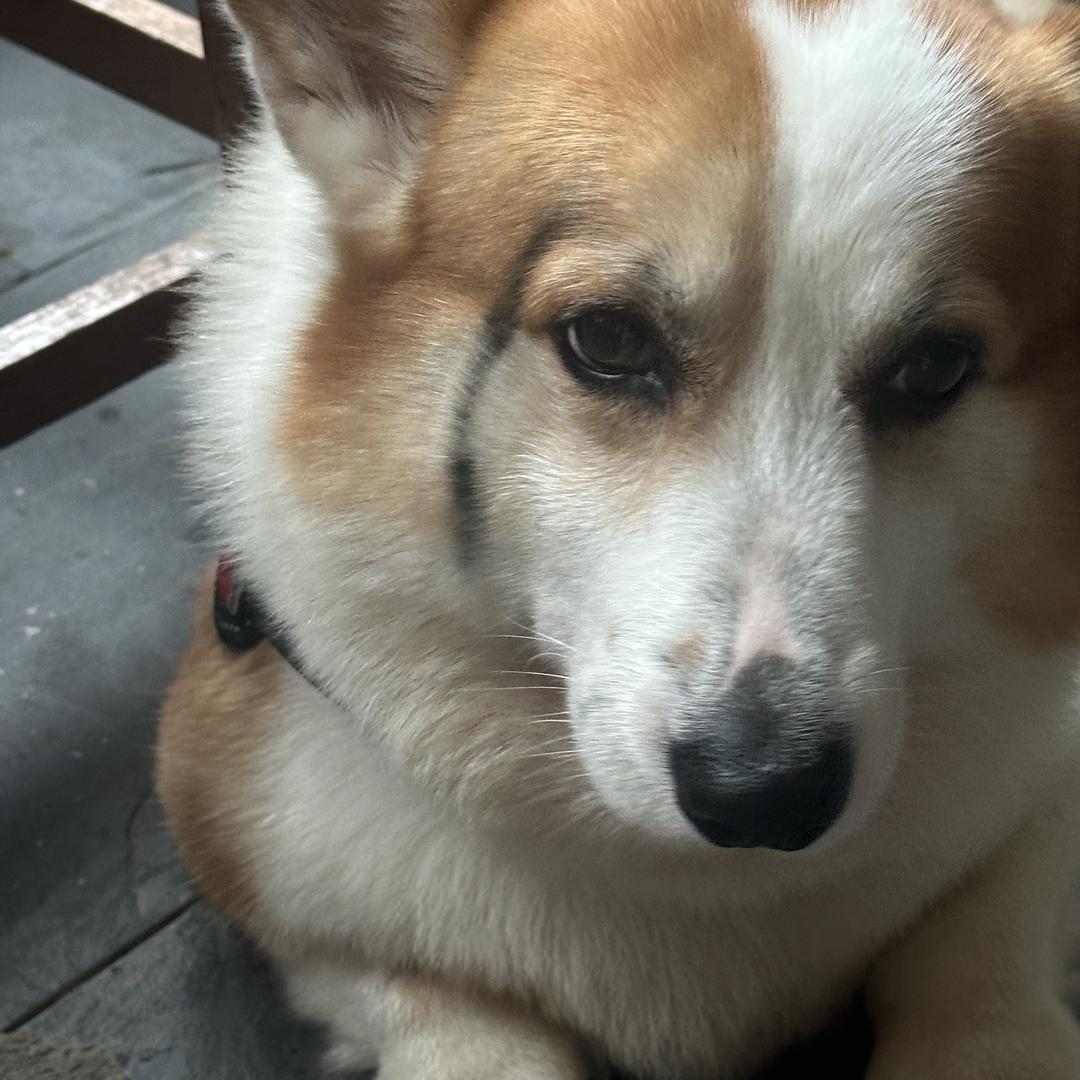 何安憨