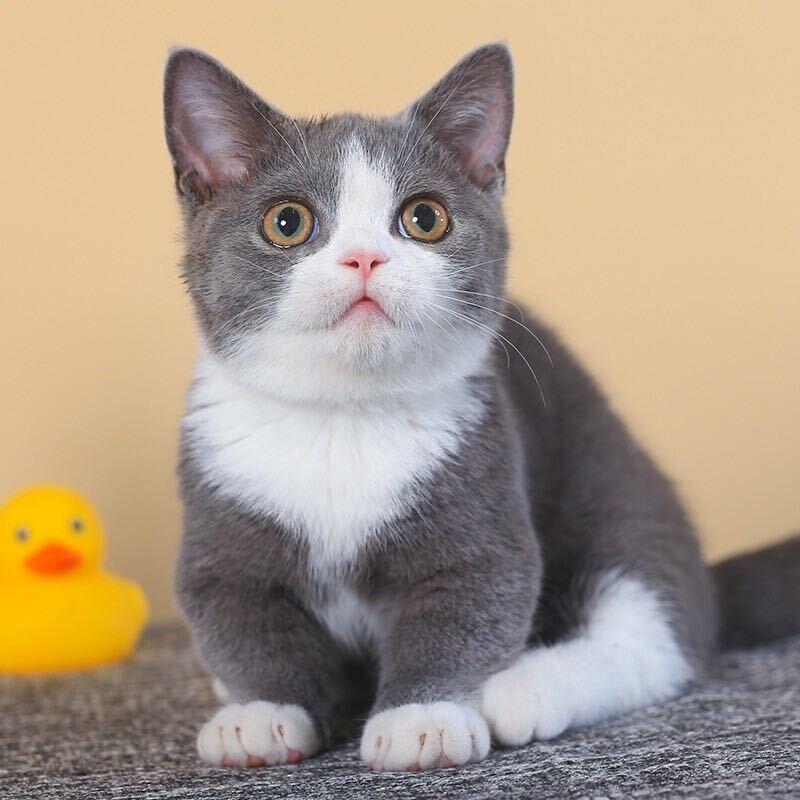 小杨