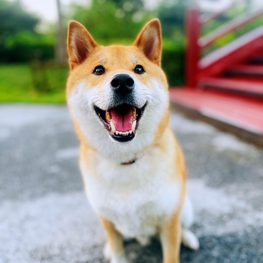 芬芬Fenrir