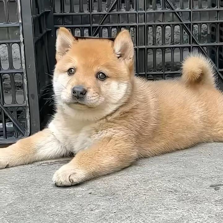 乡土犬舍