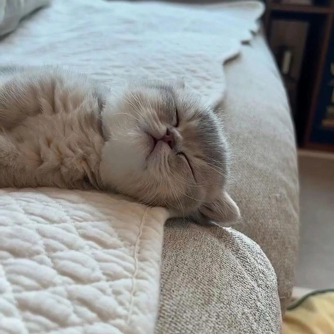 ₍˄·͈༝·͈˄*₎◞ ̑̑