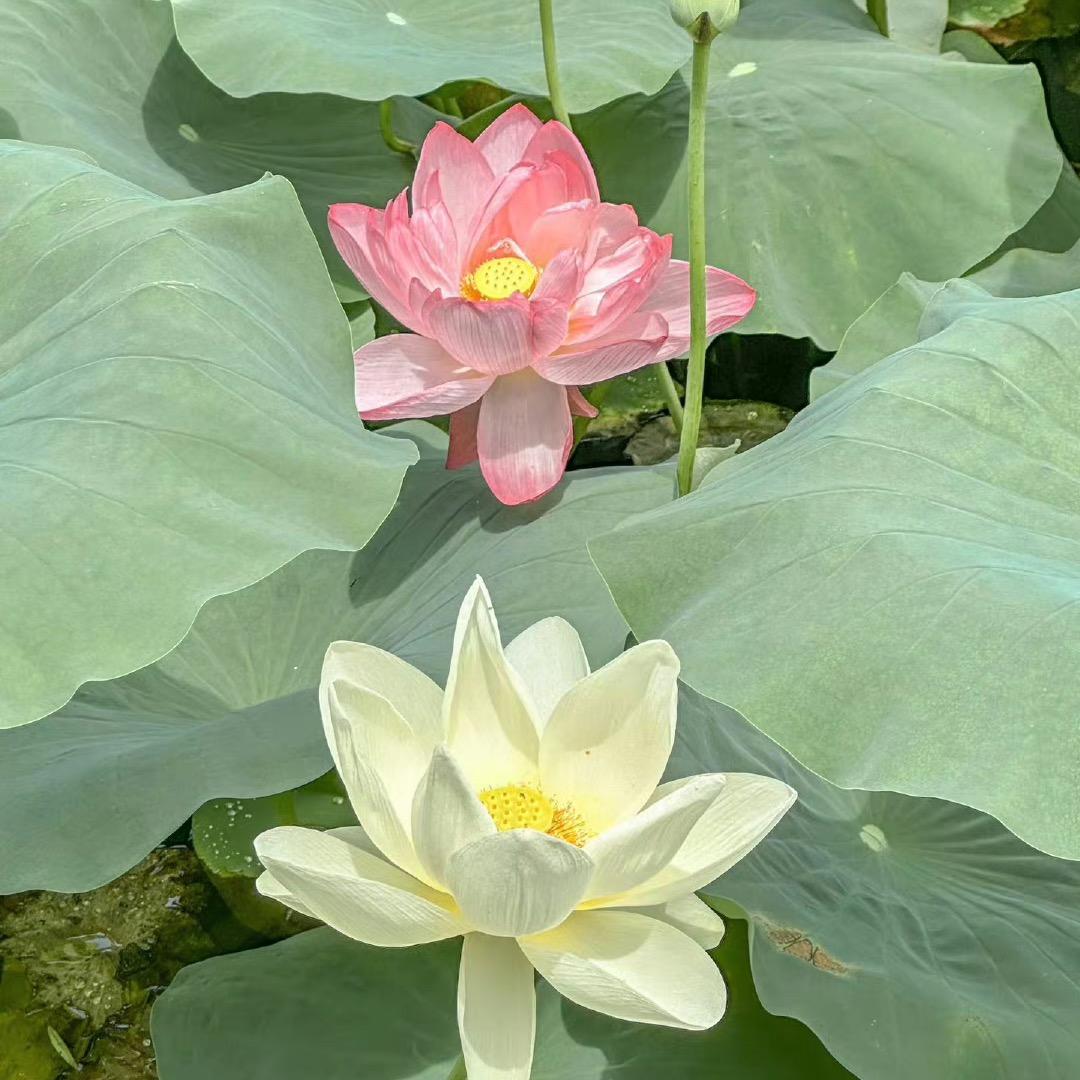 小吕