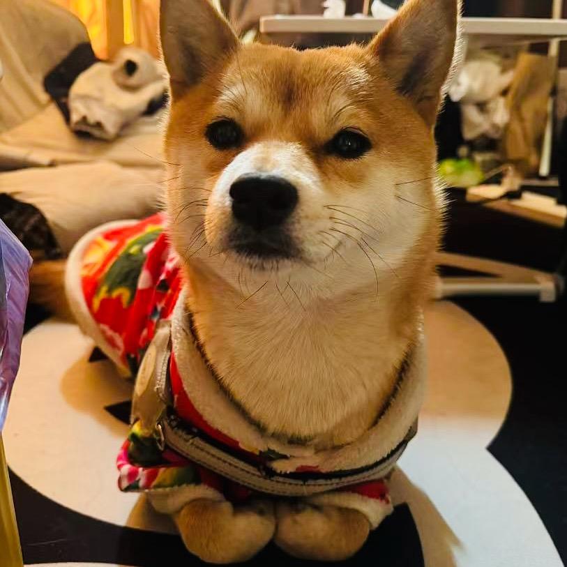 哈尼宝贝