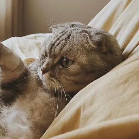 喵🐱