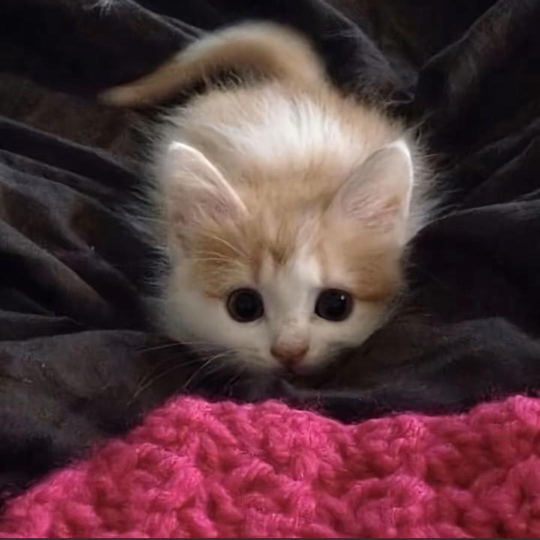q_★.