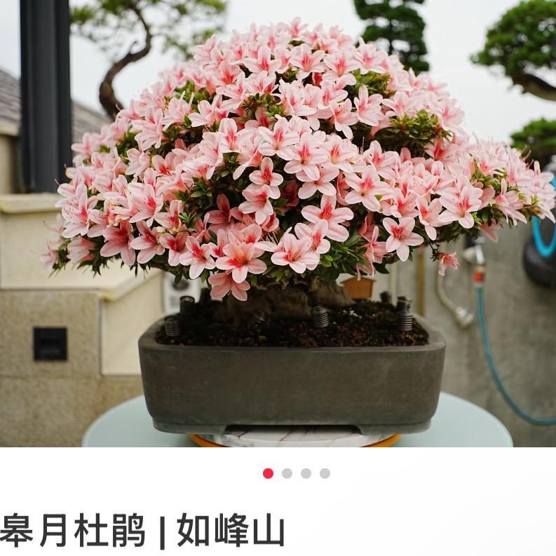 君语杜鹃盆景
