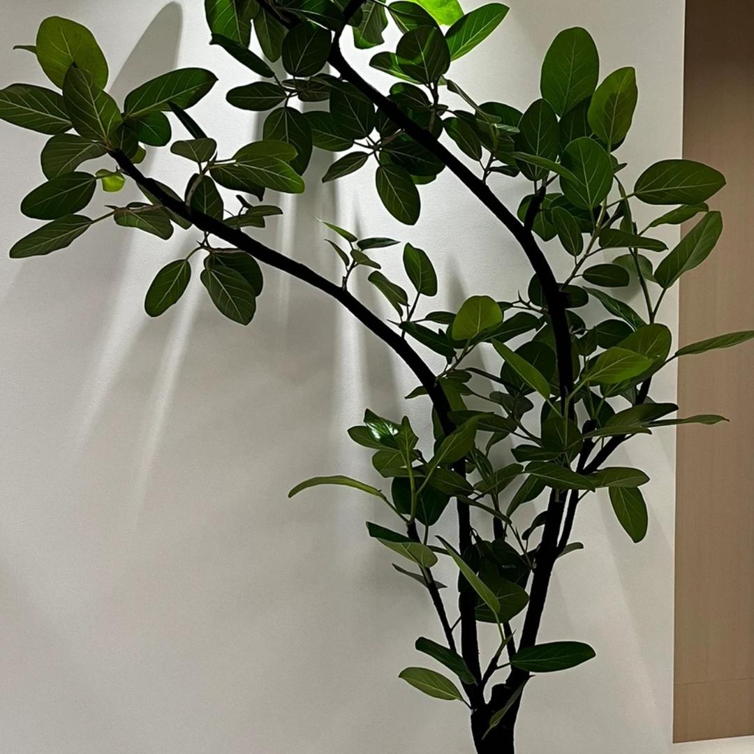 植南花场(植原)