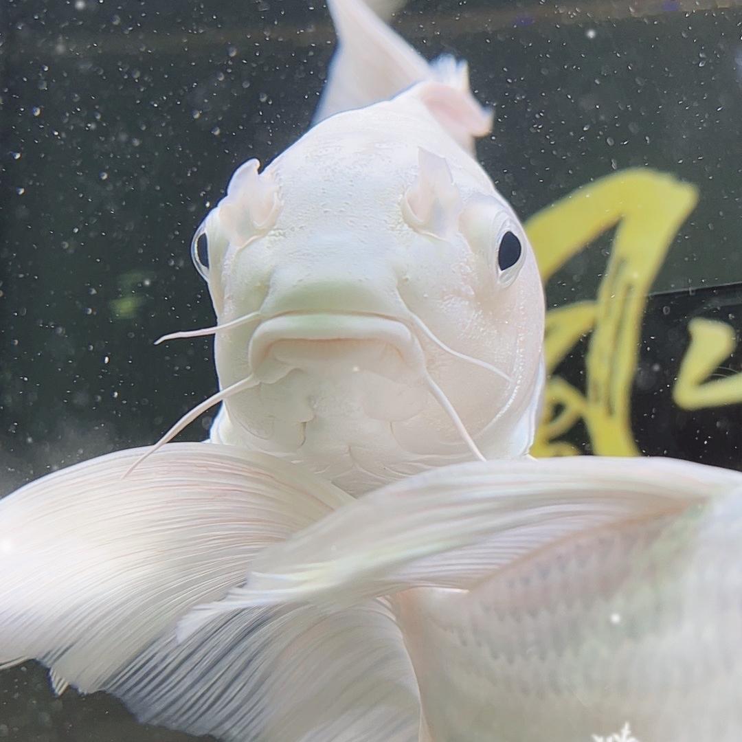 丰泽蝴蝶鲤观赏鱼