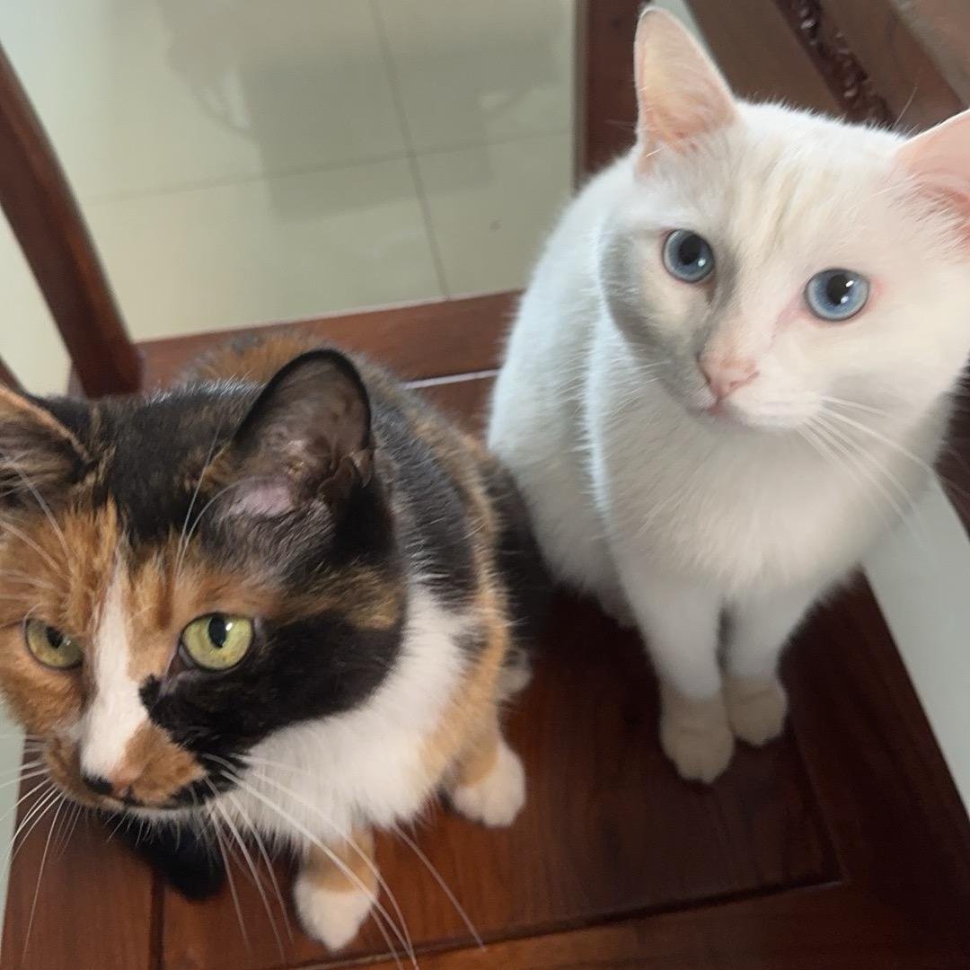 赚钱吃三百多块的自助餐