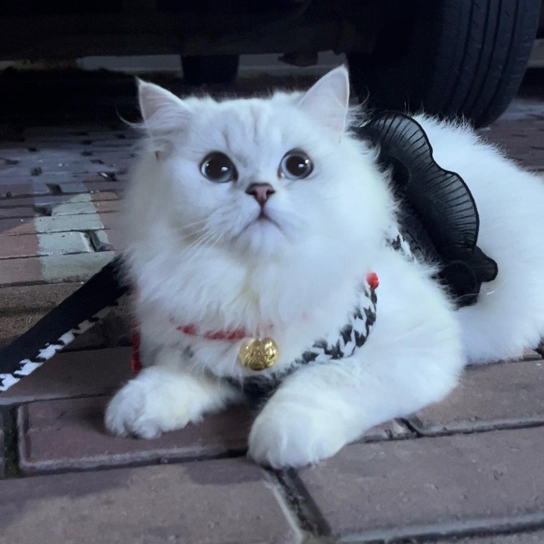 捞捞是只布偶猫