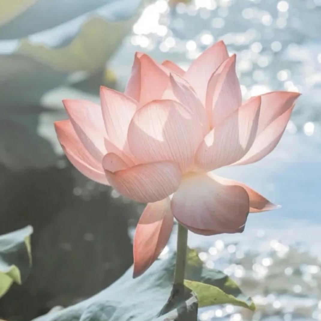❄️☁️☁️☁️祥云🔥🌸🌼🌷💐