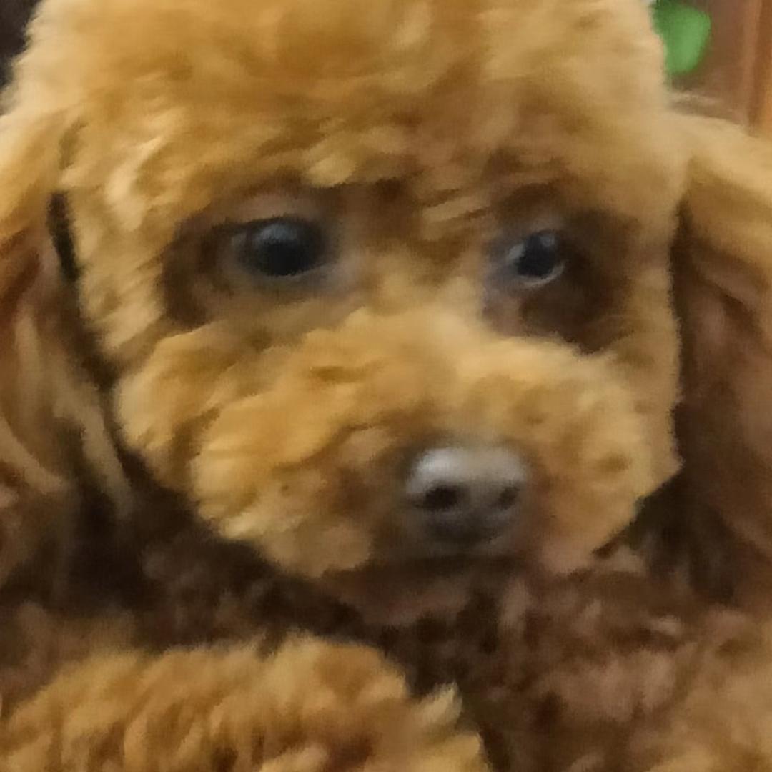 世纪哥