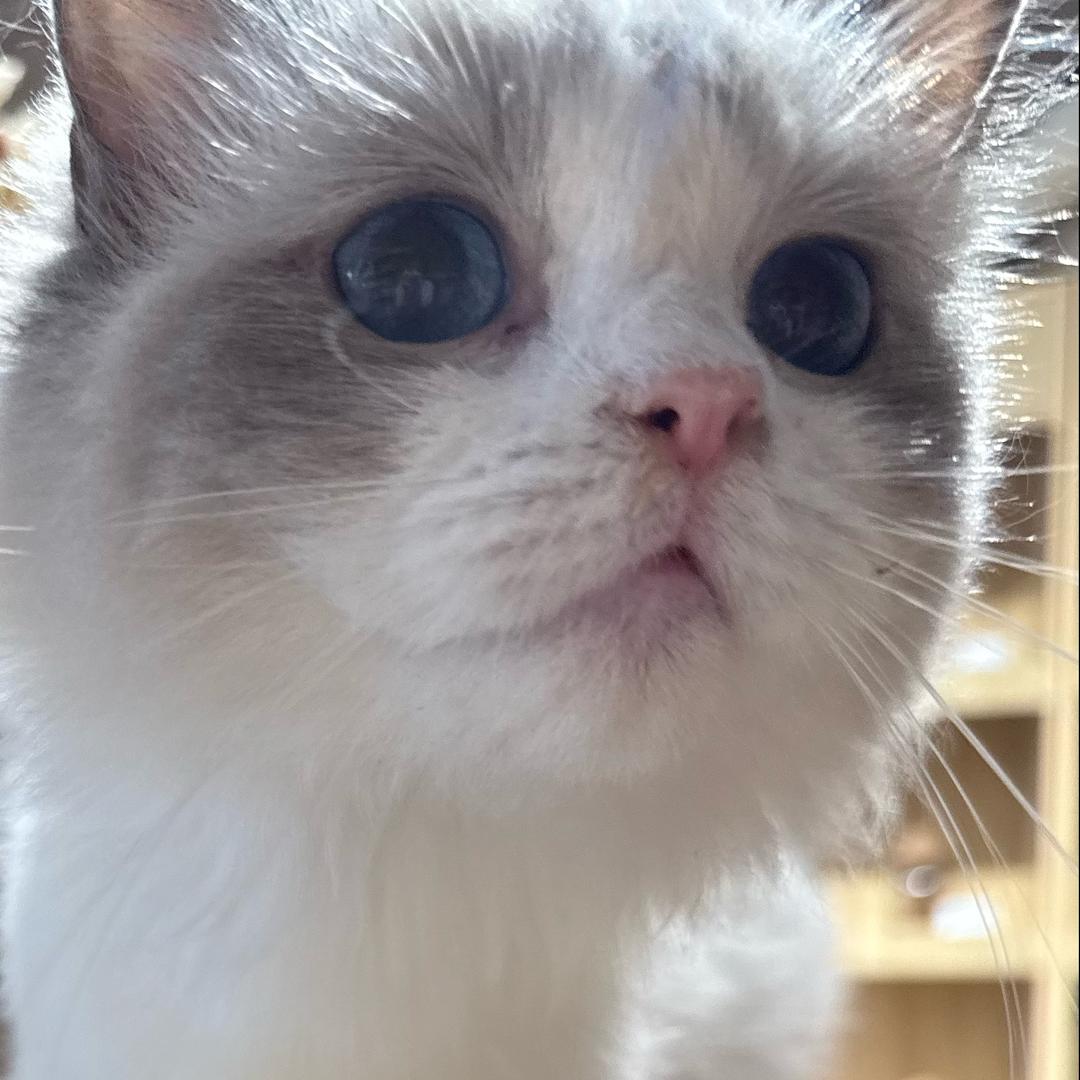 Lailook猫砂