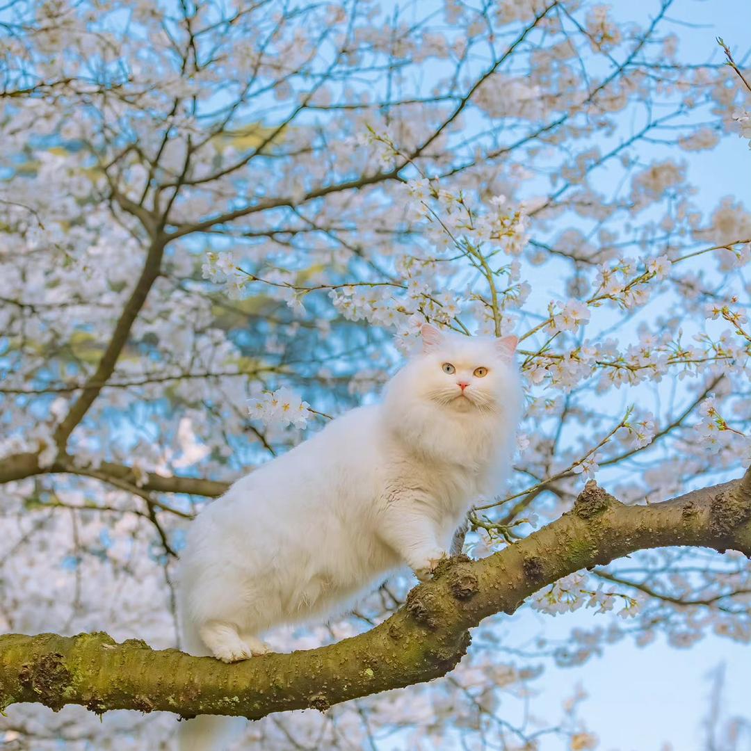 盐小巴