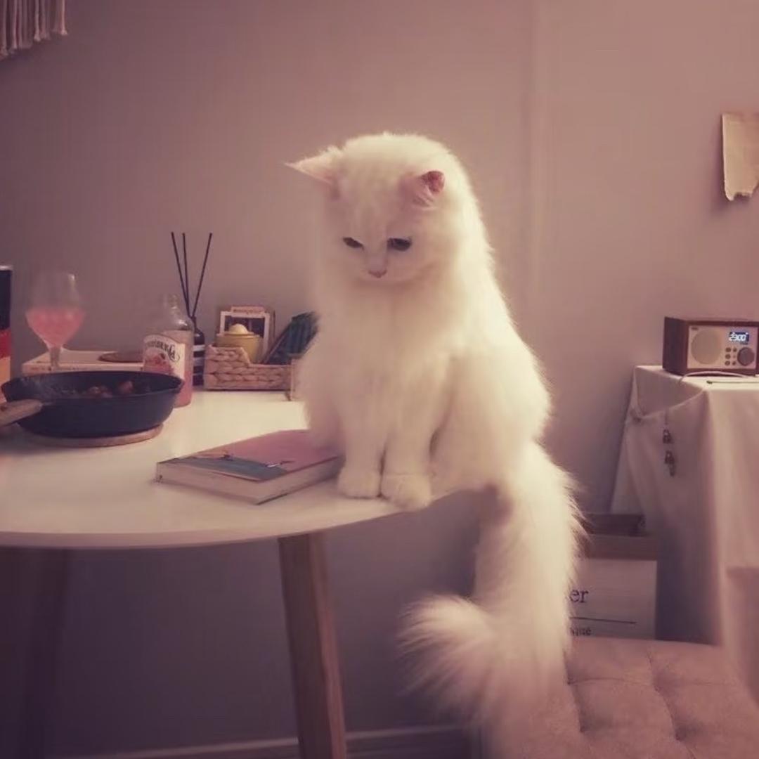 你的小悦