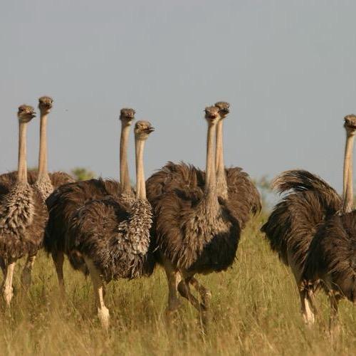 非洲鸵鸟养殖基地
